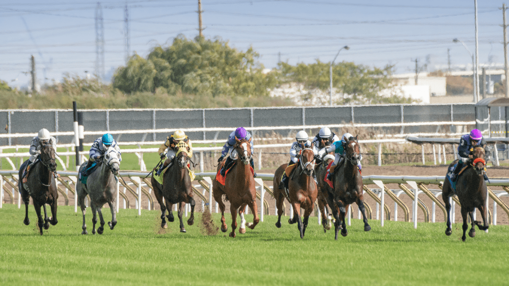 How to Analyze Horse Performance Key Factors for Smart Betting Decisions