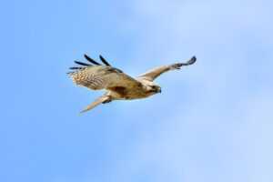 biography verena king boxleitner age difference