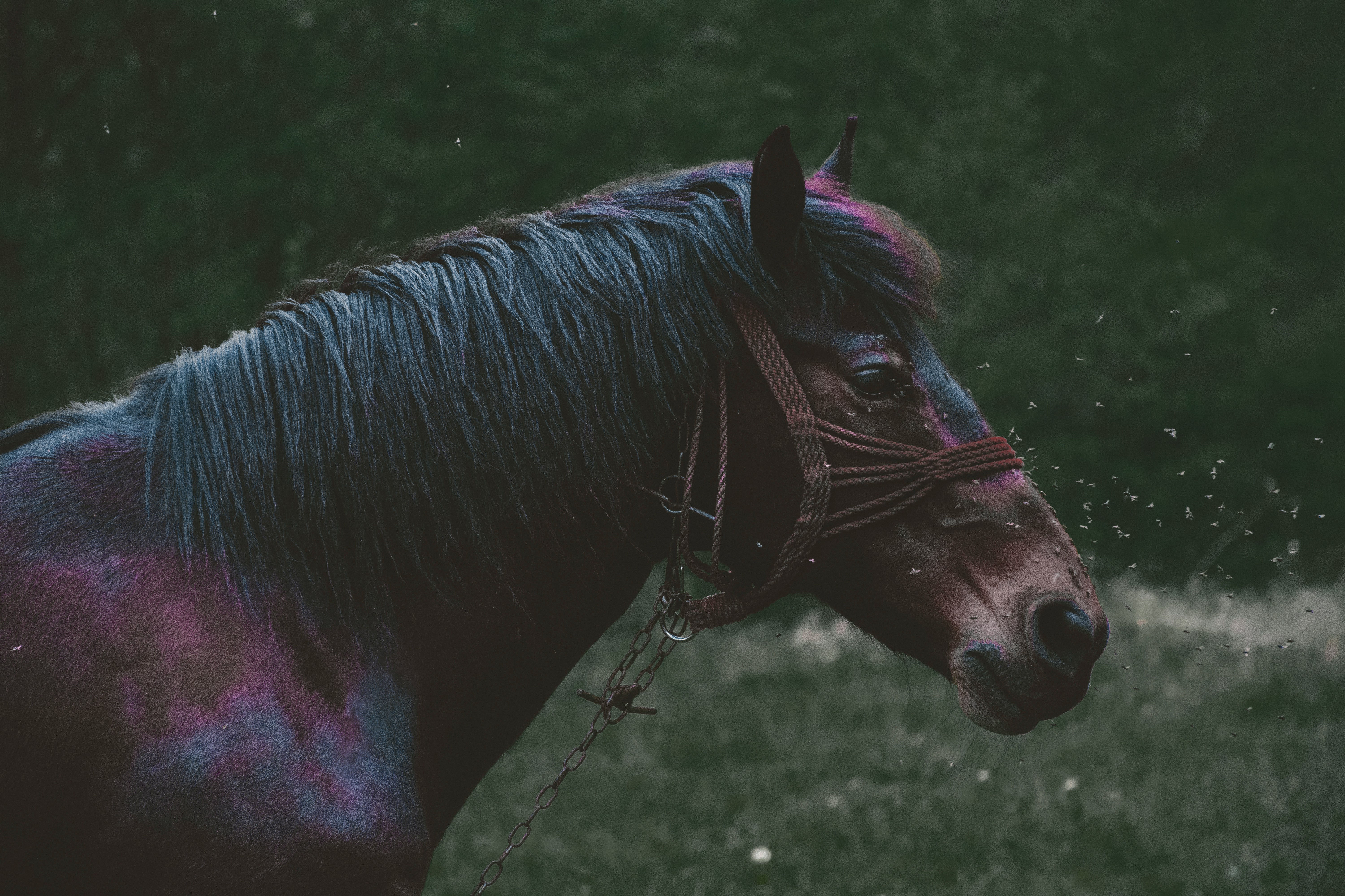 equine individuality