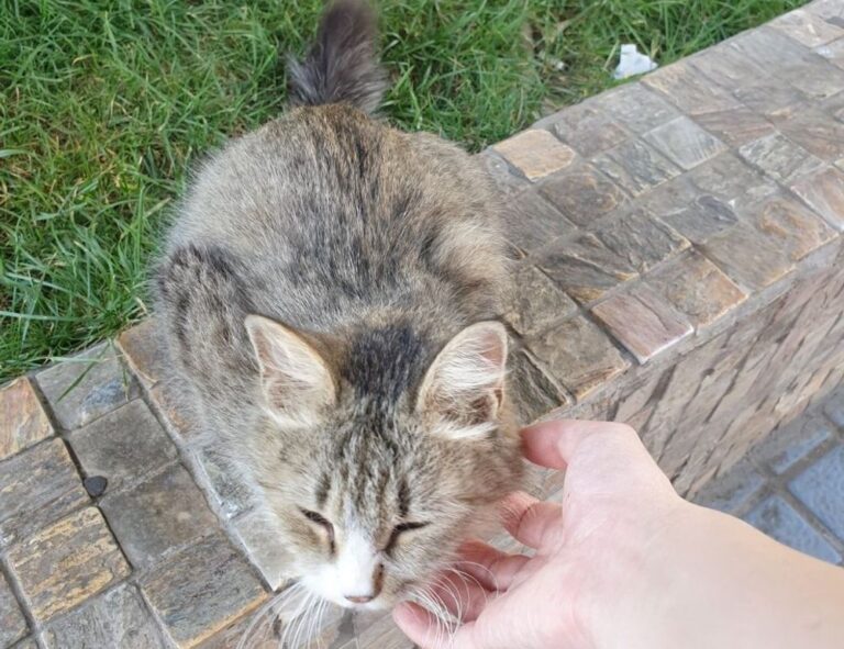 how much is the game marshock200 on pc