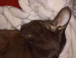 what is 8tshare6a python code