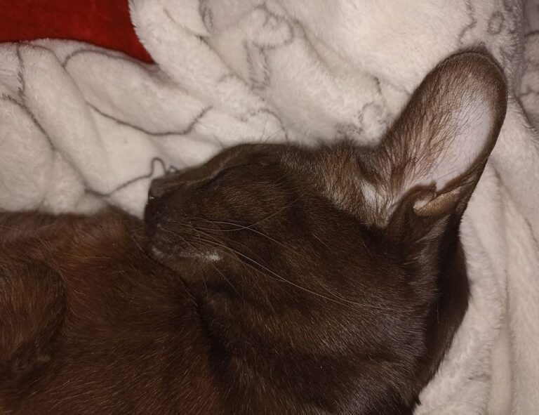 what is 8tshare6a python code