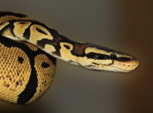 cobra:jfcjwucqrja= snake