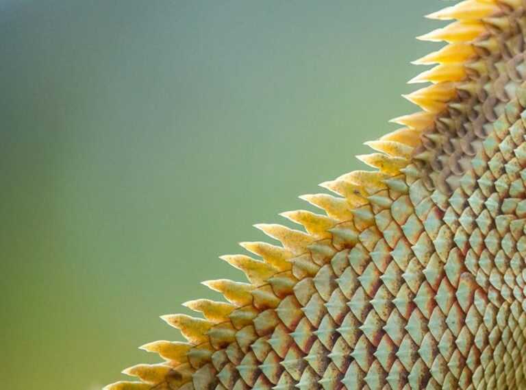 corte de pelo lagartija